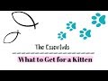 What to Get for a Kitten, the Essentials | Natalie's Vlogs