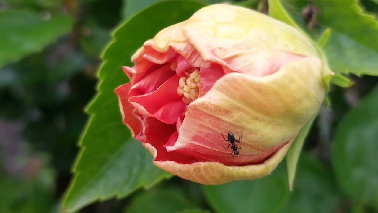 Vamos passear neste jardim!!,Bom domingo a todos .