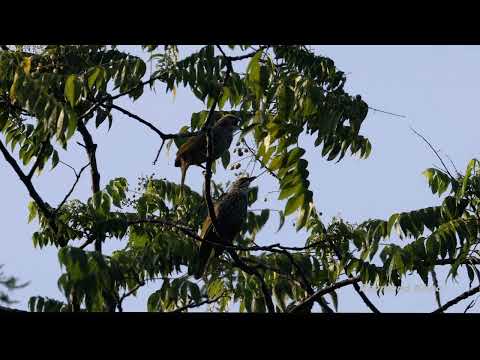 Bulbul korunkatý (Pycnonotus zeylanicus) — spev a hlas v prírode