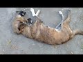 Cute Naughty Little Pup With Brown Stray Pup Playing Fighting Protecting Sleeping Together Mountains