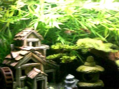 Oriental / Asian Theme Freshwater Aquarium Fish Tank