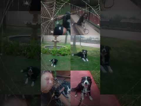 💫ADESTRADOR DE CÃES💫✨NOVA IGUAÇU ✨RJ✨💥A Melhor tecnica do Brasil RJ (21) 98978-5108  whatsapp💥💫 