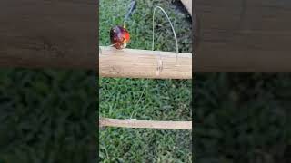 Download lagu SURVIVAL SKILL: Jerat tupai mp3