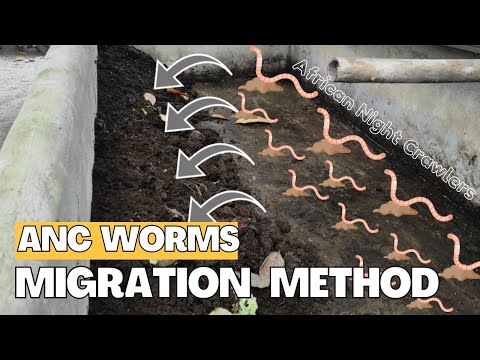 African Night Crawlers Migration Method | Vermicast, Vermicompost