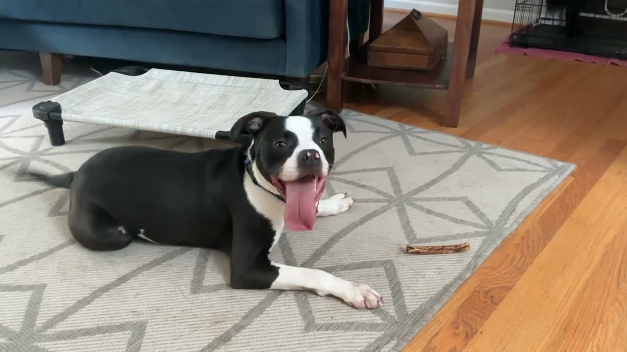Enlarge Cane, an adopted mixed breed in chevy chase, MD video 6/6