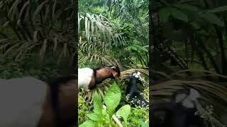 Download lagu lawak karo mp3