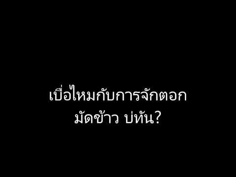 ヤナギ属プルプレア