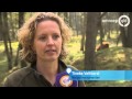 Woeste Schotse Hooglander neemt vrouw uit Velp op de horens