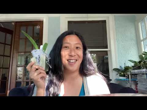 Orchid Hunters: New Richard Mueller crosses