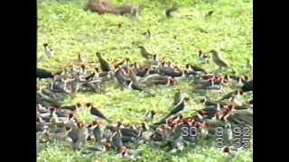 preview picture of video 'Pantanal (Brasil) - Golondrina purpúrea Purple Martin (Progne subis) - Cardenilla y otros'