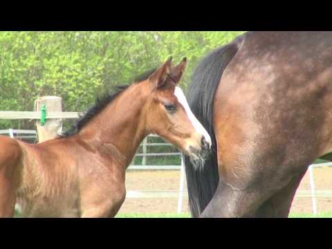 Fohlen v. Keaton - Quiran