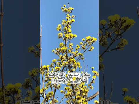 [2026 상주시 sns 서포터즈] 상주에서 찾은 봄의 색