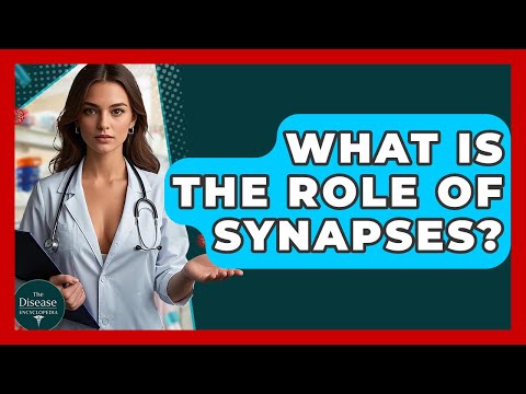 What Is The Role Of Synapses? - The Disease Encyclopedia