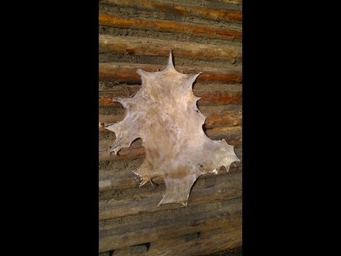 Making Rawhide Primitive Bow String  Part 1