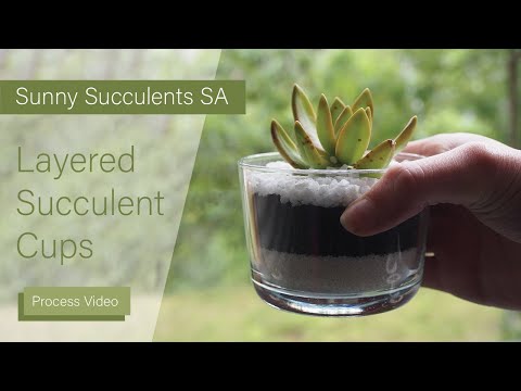 Layered Succulent Cups / Process Video