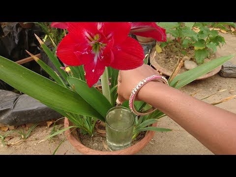How to grow Amaryllis "लिलि" in summer with all updates | Bulb to Flower | Hindi