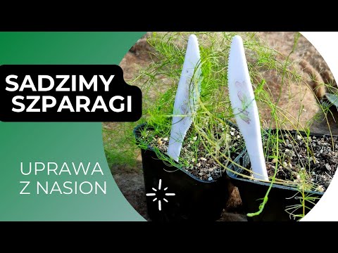 Jak sadzić szparagi do gruntu? Kiedy sadzić szparagi? Uprawa szparagów z nasion. Kalendarz ogrodnika