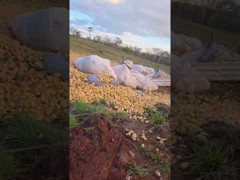 Carreta tomba e espalha batatas na GO-305, entre Cumari e Anhanguera, no Sudeste de Goiás