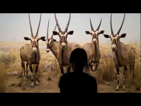 Remains Of Silence - Antelope // Original Mix