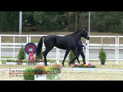 59 Hengst v  For Romance   Jazz