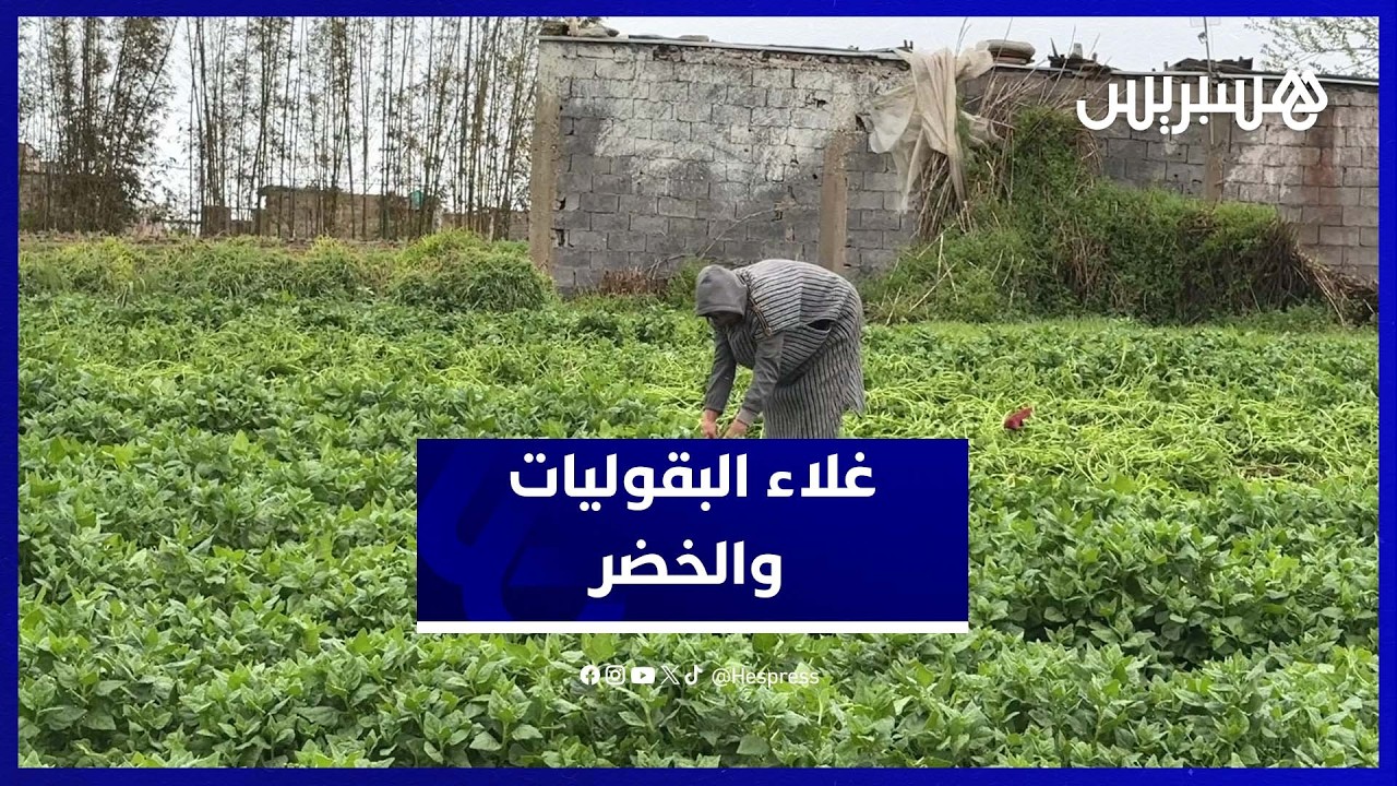 ارتفاع أسعار البقوليات والخضر الربيعية.. فلاحون يبررون ومواطنون يشتكون thumbnail