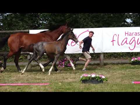 CARAIBES DES FLAGUES Z