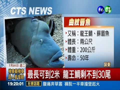 7/1禁捕龍王鯛 海產店搶撈挨轟!