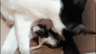 Download lagu Detik-detik Kucing Melahirkan...!!!  (Tanpa Sensor),Cat Born (Uncensored) mp3