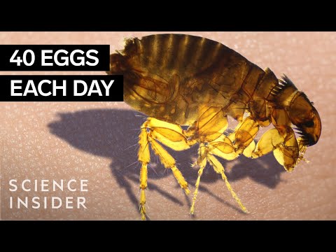 為什麼跳蚤這麼難殺？ (Why Fleas Are So Hard To Kill)