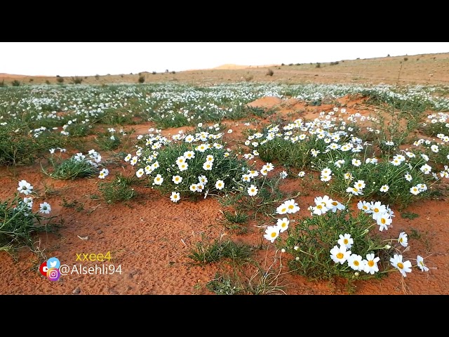 بذور القحويان او الاقحوان