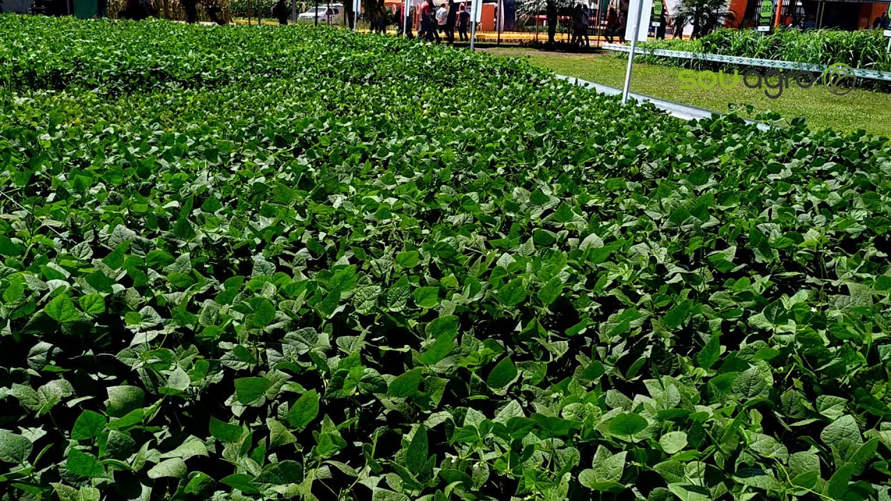 Novas cultivares de feijão garantem grande potencial produtivo