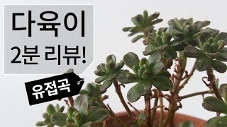 다육이 2분 리뷰! 유접곡(에오니움속) 키우기 succulent(Aeonium arnoldii) 188화 #…