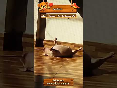 Vídeo de Gordinho