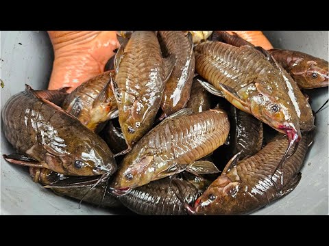 Swamp Fishing for Kwie Kwie - Commewijne ( Hassa - Cascadura )