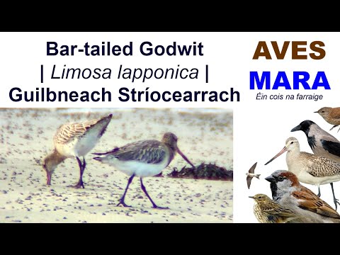 Brehár červenokrký (Limosa lapponica) — Bar-tailed Godwit rekordér nepretržitého letu