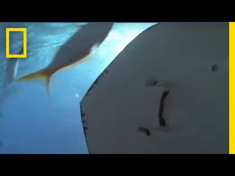 Welcome to Stingray City | National Geographic