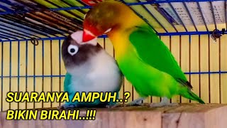 Download lagu SUARA PANCINGAN UNTUK LOVEBIRD KAWIN mp3