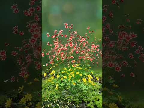 flowers opening 🌹🌺💗#shorts