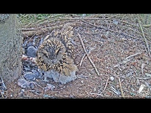2017/05/08 05h55m Eurasian Eagle Owl~interesting pantry~