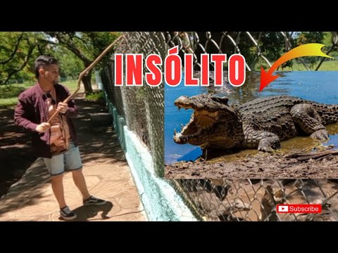 Fuimos a dar de comer a un COCODRILO🐊 y ÉSTO nos PASÓ I Ciénaga de Zapata Cuba 🇨🇺