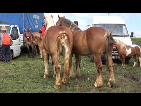 Targul de cai de la Bacia, Hunedoara 21 Mai 2021 Nou!!!