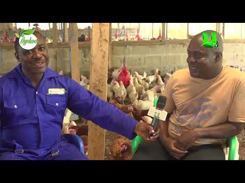 AYEKOO: CENTRAL REGION TOUR PART IV, POULTRY FARM AT ASSIN MANSO