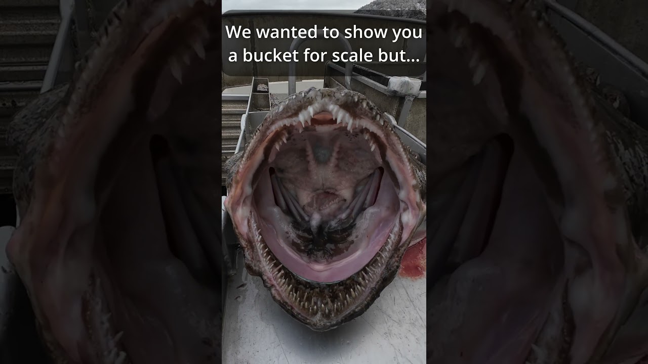 Monster From the Deep: Massive 88-Pound Monkfish Caught #monkfish #fishing