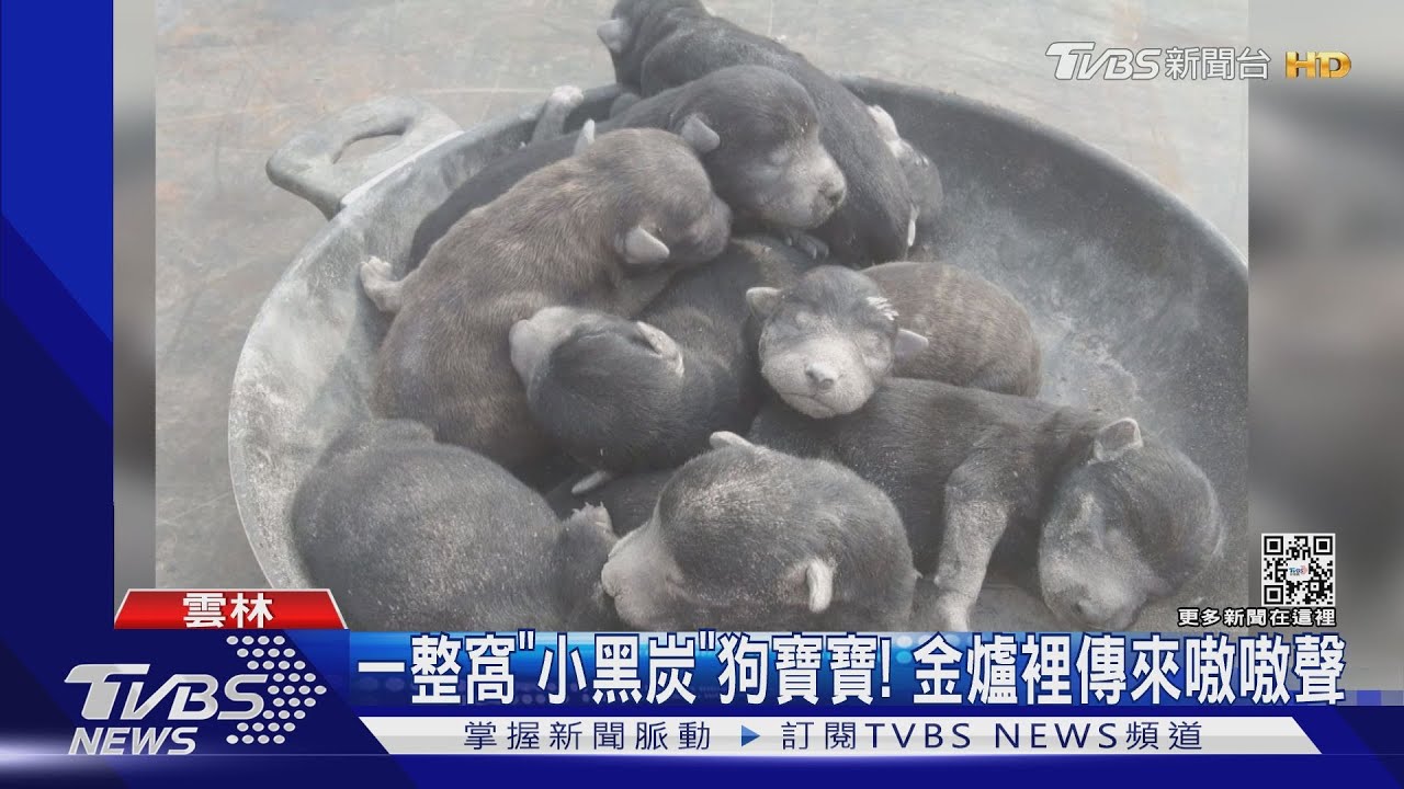 一整窩「小黑炭」狗寶寶! 金爐裡傳來嗷嗷聲