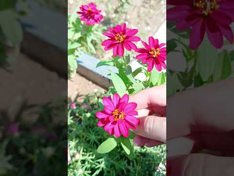 Nature Beauty 👌👌✨✨✨👌