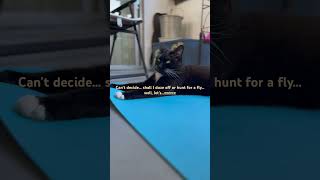 眠りそうで寝れない子猫 #子猫 #保護猫 #kitten #meow