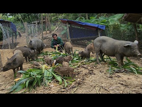 A Busy Day on the Farm, Survival Instinct, Building a Life (EP 179)