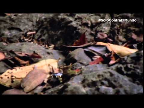 Solo Contra El Mundo | Peligros acechan | Nat Geo