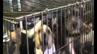 Video Bad Age - Obchod s utrpením