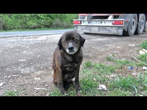 Saving This Homeless Dog Just Before A Rainstorm